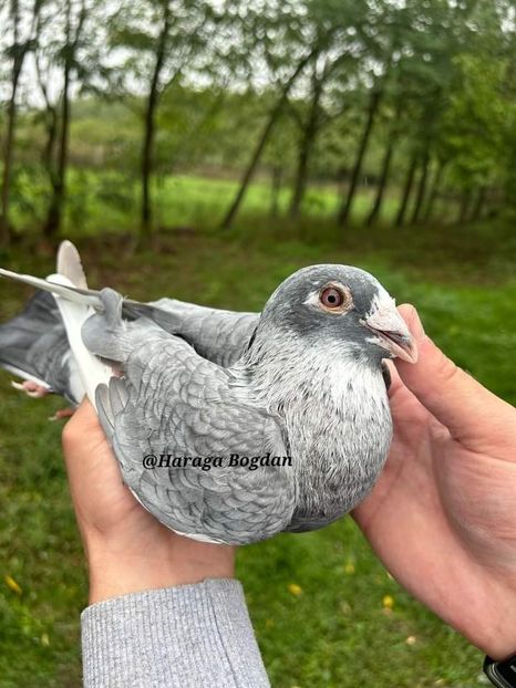  - Nu îmi aparțin 7