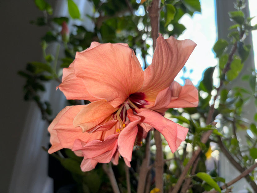  - Plante de interior 2024