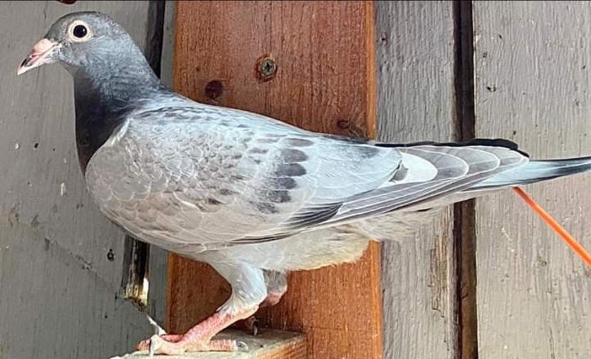  - Nu îmi aparțin 7