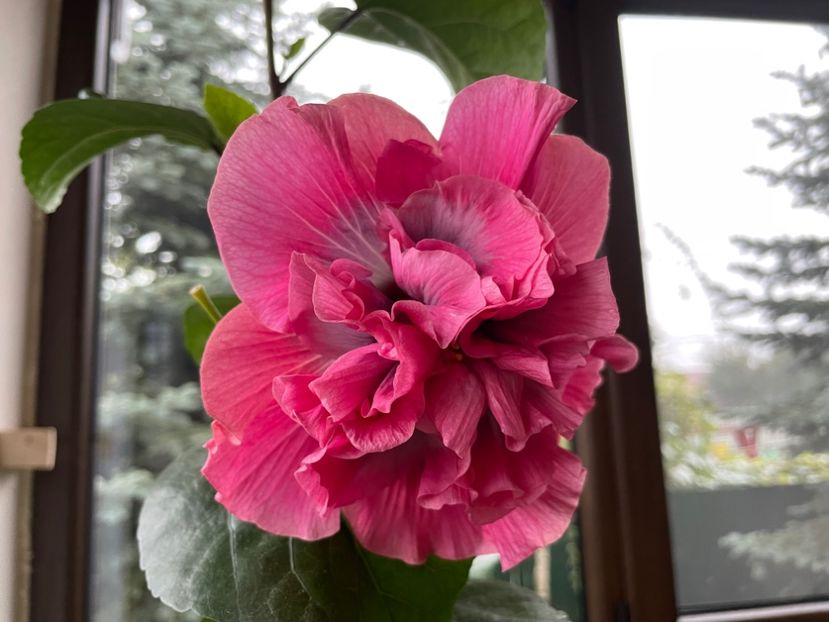  - 001 - Hibiscusi 2024 - 2