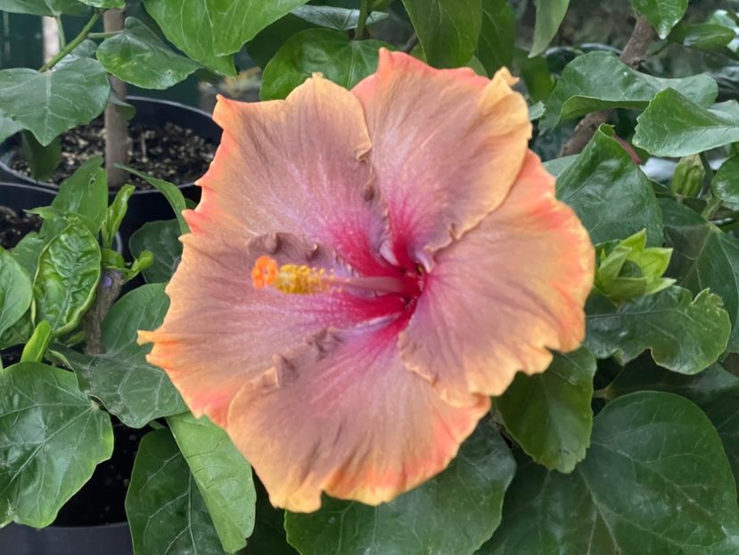  - 001 - Hibiscusi 2024 - 2