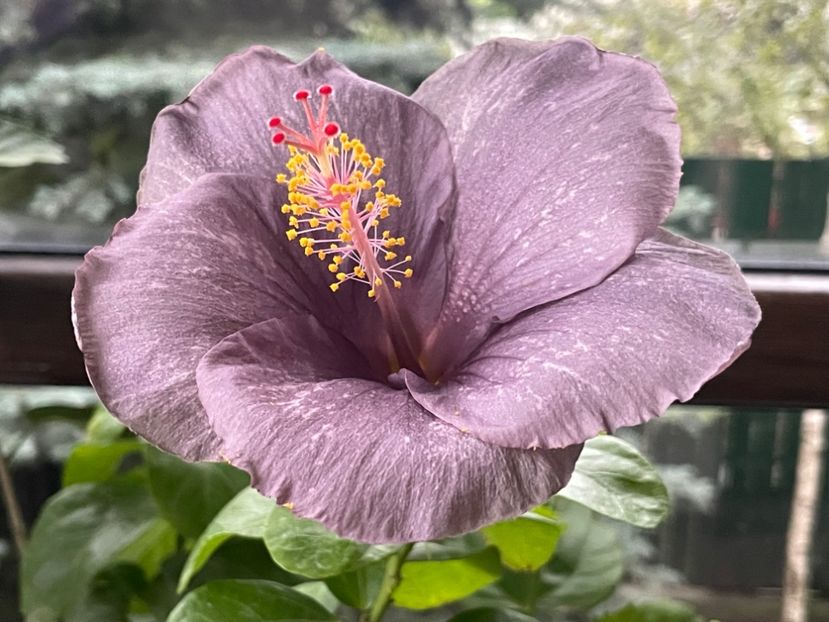  - 001 - Hibiscusi 2024 - 2