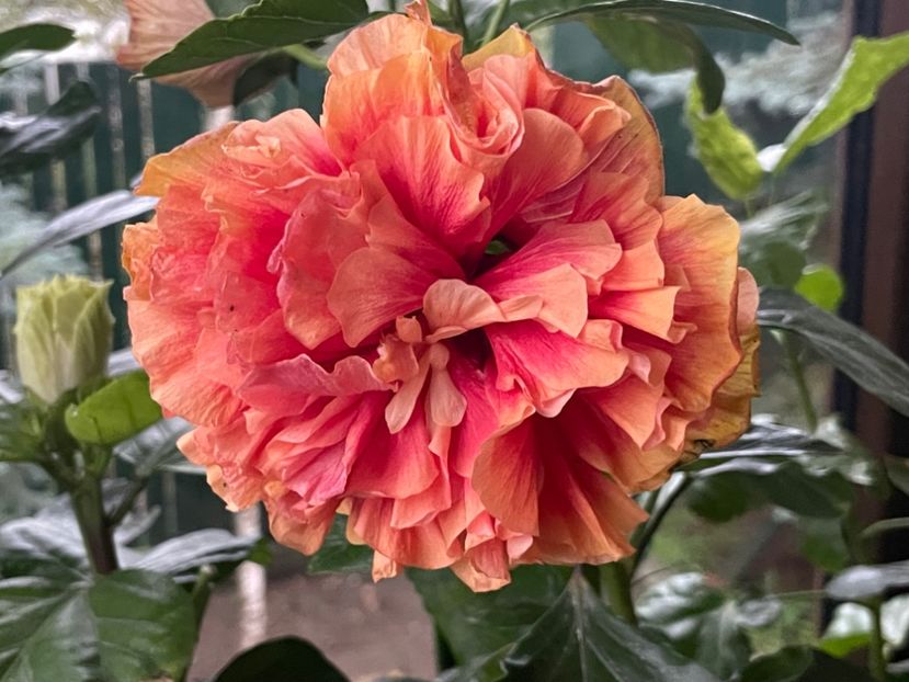  - 001 - Hibiscusi 2024 - 2