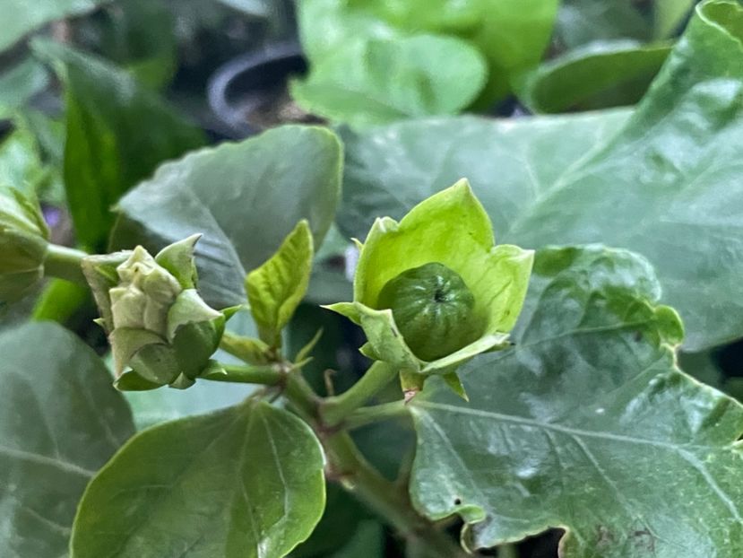  - 001 - Hibiscusi 2024 - 2