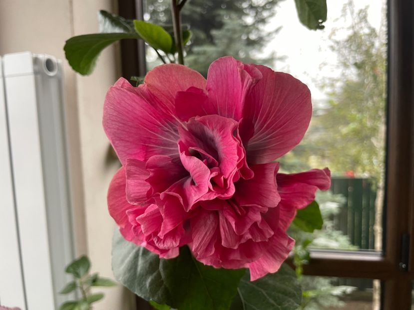  - 001 - Hibiscusi 2024 - 2