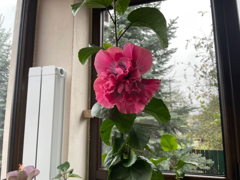  - 001 - Hibiscusi 2024 - 2