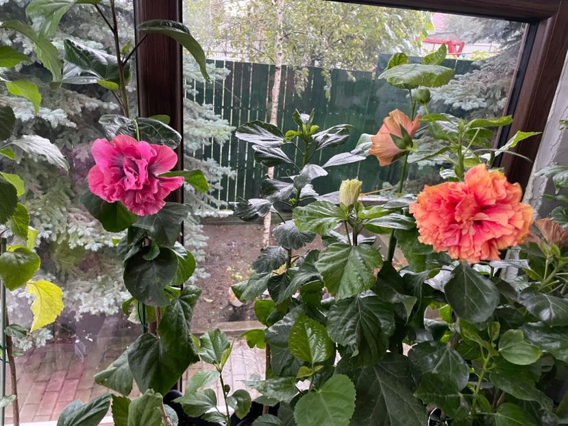  - 001 - Hibiscusi 2024 - 2