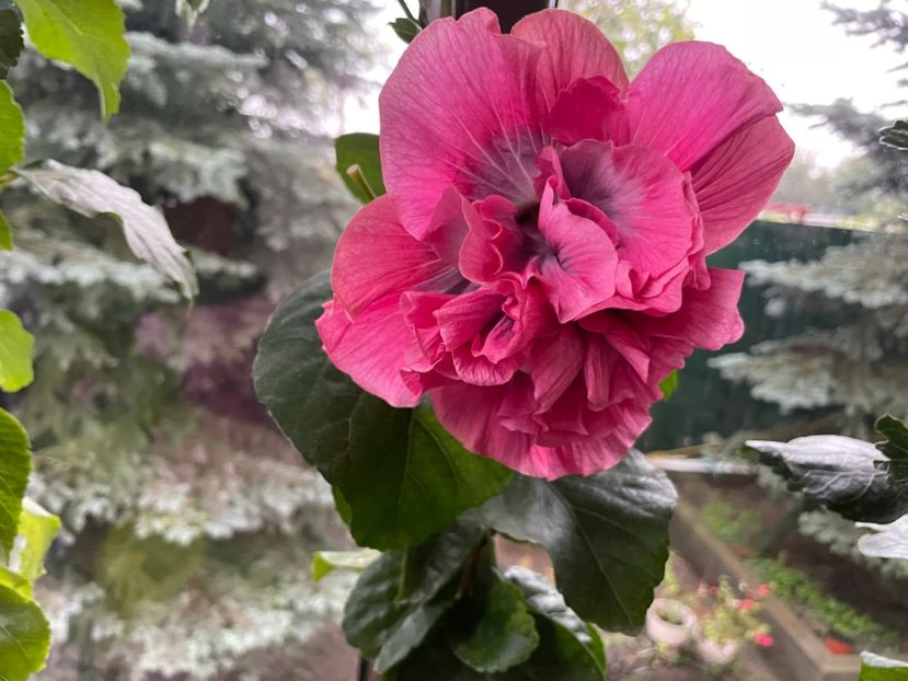  - 001 - Hibiscusi 2024 - 2