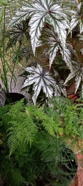  - 2024 - 03 - Toamna