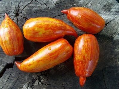  - SEMINTE ROSII - T 921 BELLA