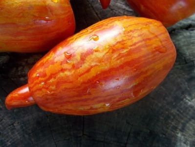  - SEMINTE ROSII - T 921 BELLA