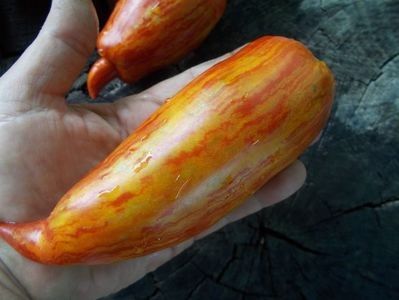  - SEMINTE ROSII - T 921 BELLA