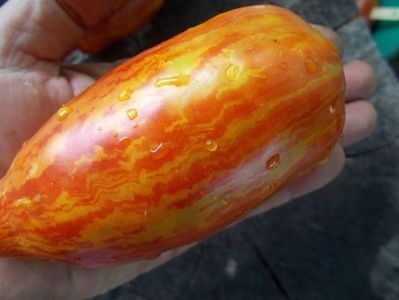  - SEMINTE ROSII - T 921 BELLA