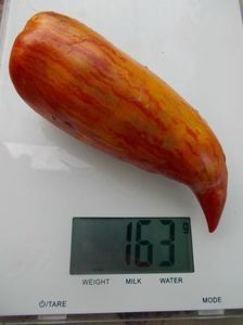  - SEMINTE ROSII - T 921 BELLA