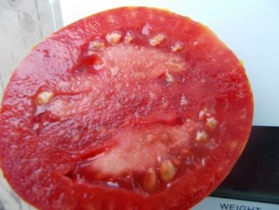  - SEMINTE ROSII - T 921 BELLA