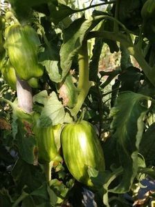  - SEMINTE ROSII - T 921 BELLA