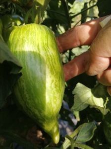  - SEMINTE ROSII - T 921 BELLA