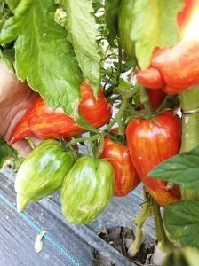  - SEMINTE ROSII - T 921 BELLA