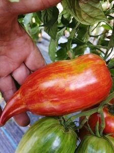  - SEMINTE ROSII - T 921 BELLA