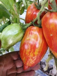  - SEMINTE ROSII - T 921 BELLA