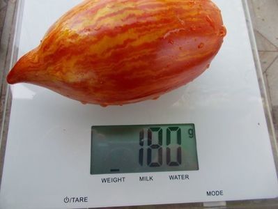  - SEMINTE ROSII - T 921 BELLA