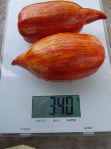  - SEMINTE ROSII - T 921 BELLA