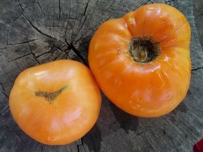  - SEMINTE ROSII - T 936 DIXIE GOLDEN GIANT