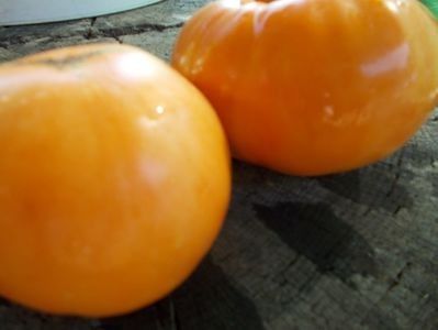  - SEMINTE ROSII - T 936 DIXIE GOLDEN GIANT