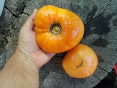  - SEMINTE ROSII - T 936 DIXIE GOLDEN GIANT