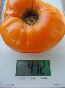  - SEMINTE ROSII - T 936 DIXIE GOLDEN GIANT