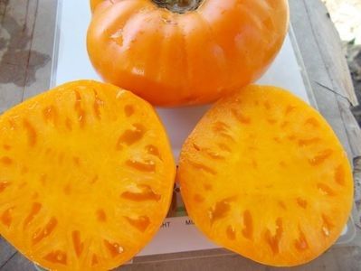  - SEMINTE ROSII - T 936 DIXIE GOLDEN GIANT