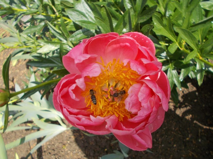 CORAL SUPREME - Flori de gradina-2016-2017-2018-2019-2022