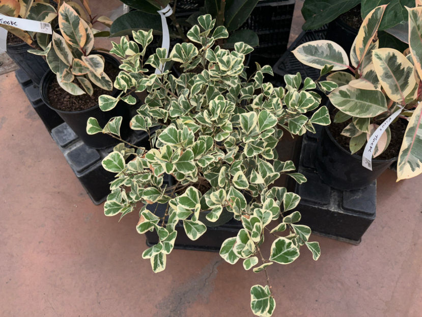  - Calgary Greengate Garden Centres 2024
