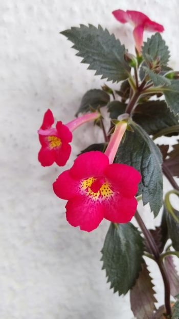  - 2024-RF s JESUS MAGALLON