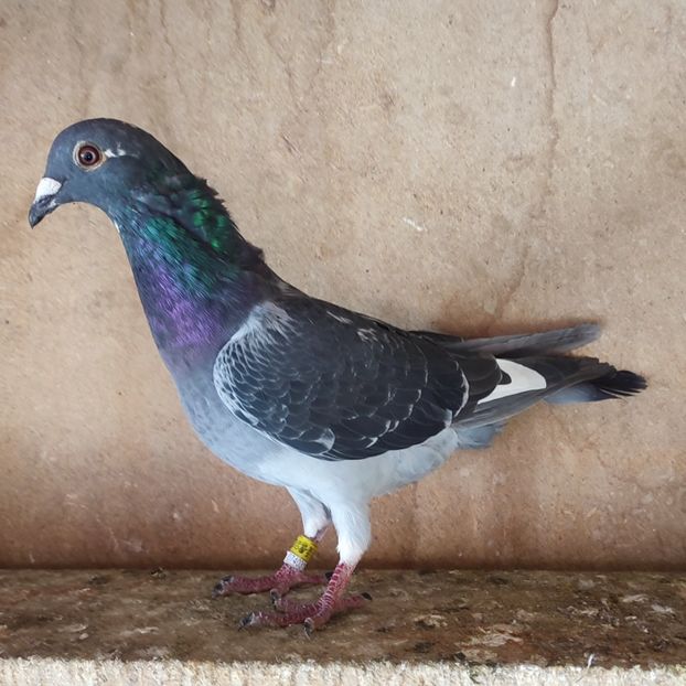 Mascul 24-515....-10 lei - Porumbei vanduti