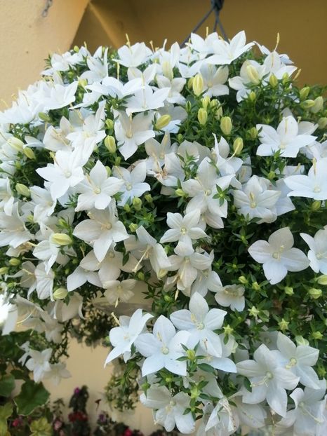  - Campanula