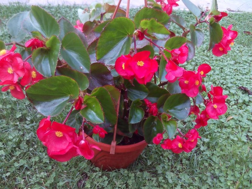 "Semperflorens" - 2024