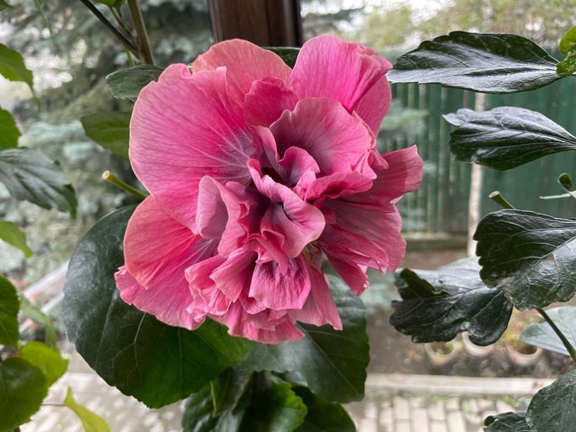  - 001 - Hibiscusi 2024 - 2