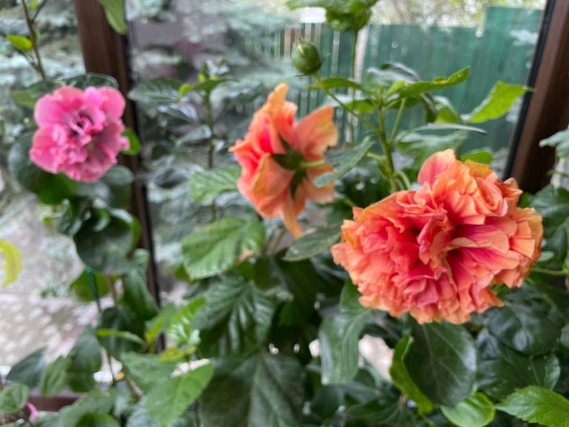  - 001 - Hibiscusi 2024 - 2