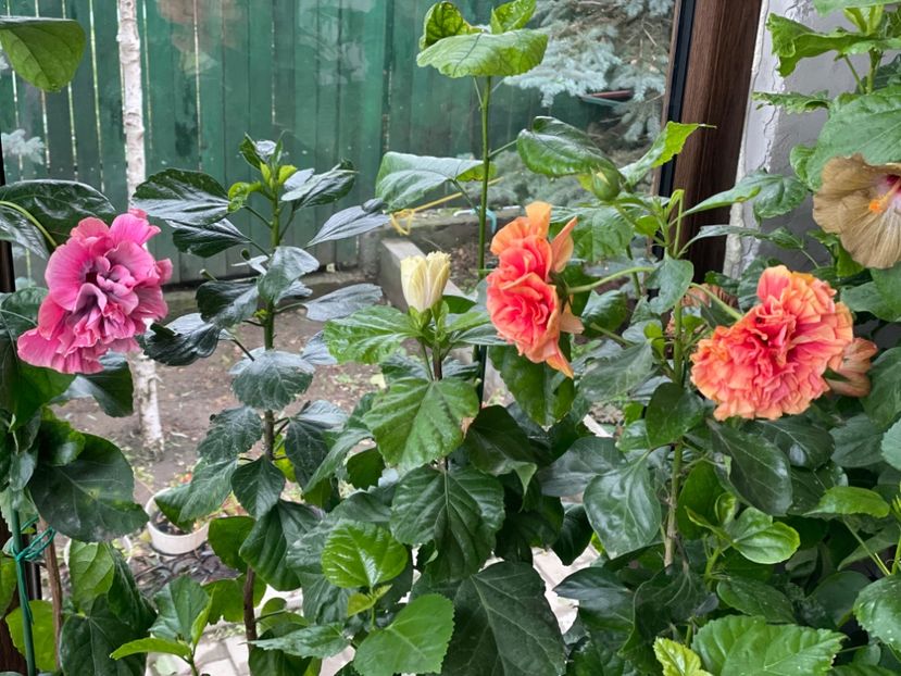  - 001 - Hibiscusi 2024 - 2