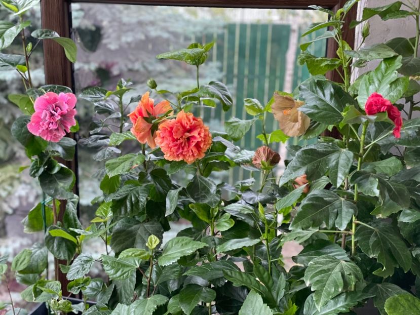  - 001 - Hibiscusi 2024 - 2