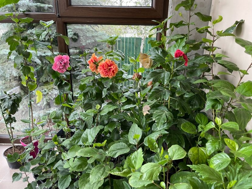  - 001 - Hibiscusi 2024 - 2