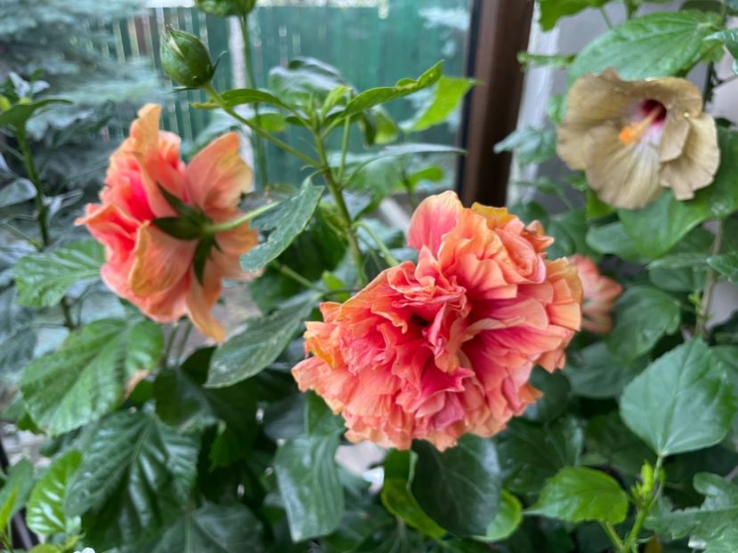  - 001 - Hibiscusi 2024 - 2