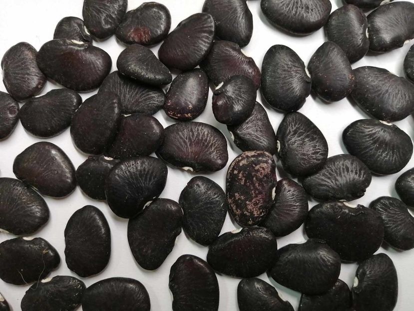  - SEMINTE FASOLE LIMA - D 227 BLACK STAR