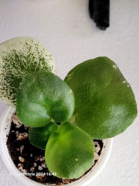 LE Art de Vie 12 rez - 0 0 0 0