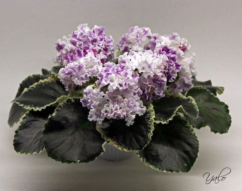 ND-Pervoklashka/ND-First Class - 0 0 0 0