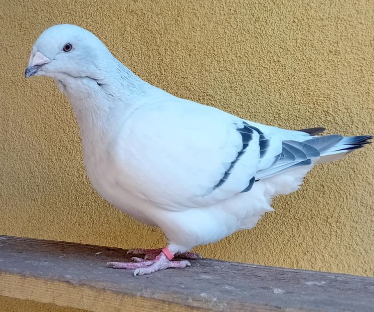  - 8femele azur matca 2021