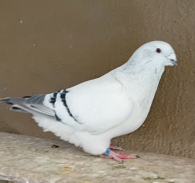  - 8femele azur matca 2021