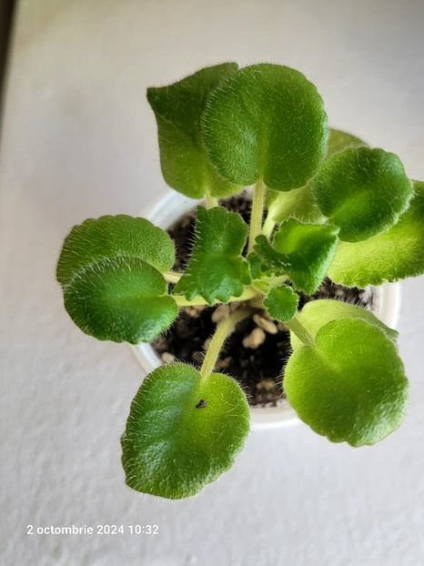 LE-Madame Pompadour 12 rez - 0 0 0 0