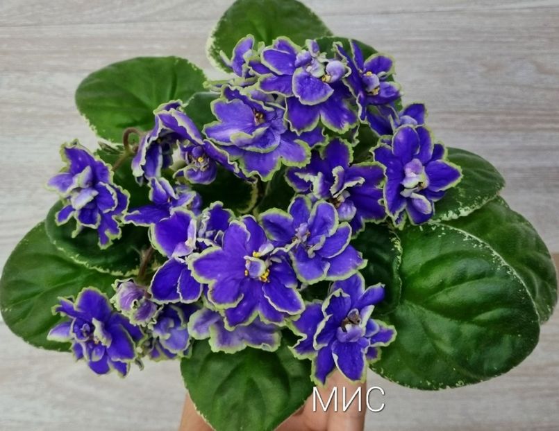 ND Bosfor Vostochnyj - 0 0 0 0 0 disponibil septembrie 2024